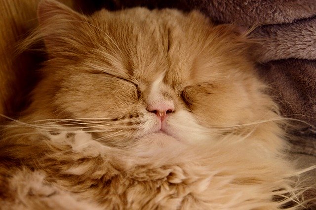 Cat Sleeping Big - GIMP online editor free Free download Cat Sleeping Big - free photo or picture to be edited with GIMP online image editor