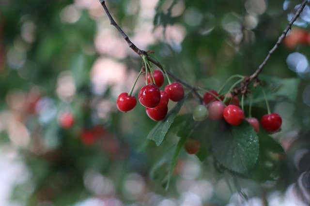Free download Cherries Tree Summer free photo template to be edited with GIMP online image editor