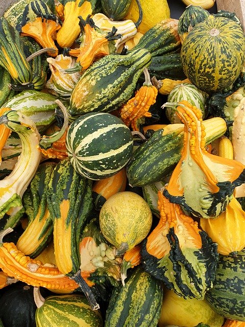 Decorative Squashes Autumn - GIMP online editor free Free download Decorative Squashes Autumn - free photo or picture to be edited with GIMP online image editor