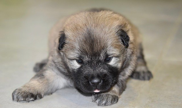 Free download Dog Eurasier Puppy Lying free photo template to be edited with GIMP online image editor