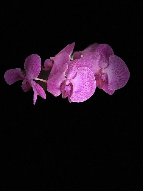 Free download Flower Orchid Plant free photo template to be edited with GIMP online image editor