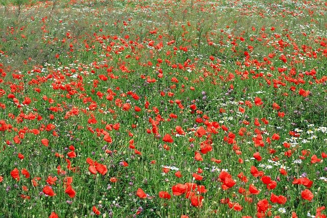 Free download Flowers Meadow Nature free photo template to be edited with GIMP online image editor