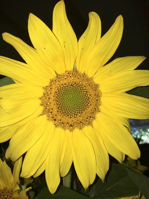 Flowers Sunflower Joy - GIMP online editor free Free download Flowers Sunflower Joy - free photo or picture to be edited with GIMP online image editor
