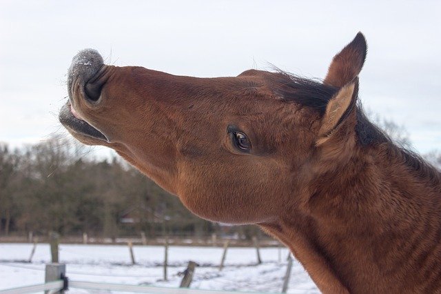 Horse Western Kiss - GIMP online editor free Free download Horse Western Kiss - free photo or picture to be edited with GIMP online image editor