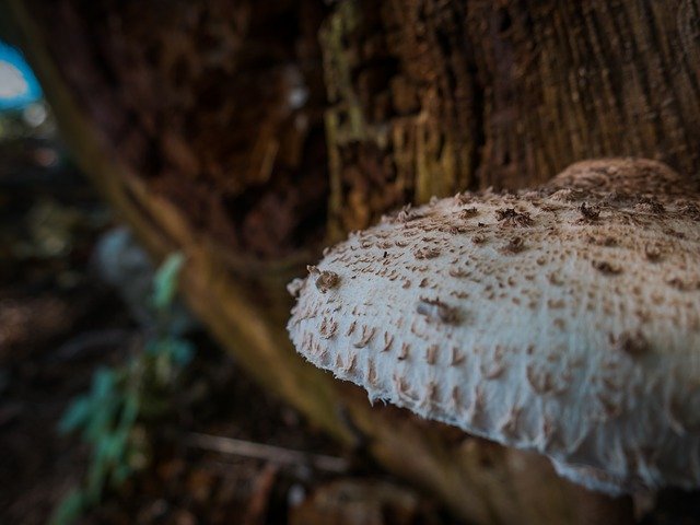 Mushroom Forest Autumn GIMP online editor free Free download Mushroom Forest Autumn free photo template to be edited with GIMP online image editor