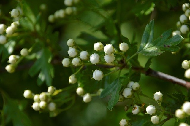 Plant Wild Flowers - GIMP online editor free Free download Plant Wild Flowers - free photo or picture to be edited with GIMP online image editor