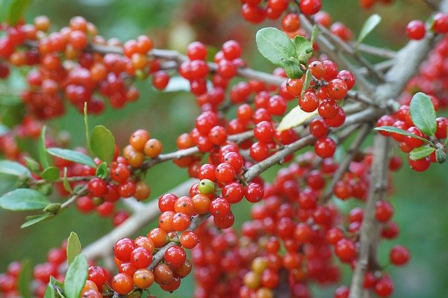 Red Berries Berry - GIMP online editor free Free download Red Berries Berry - free photo or picture to be edited with GIMP online image editor