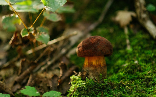 A Brown Mushroom on Mossy Ground from Chrome web store to be run with OffiDocs Chromium online A Brown Mushroom on Mossy Ground from Chrome web store to be run with OffiDocs Chromium online