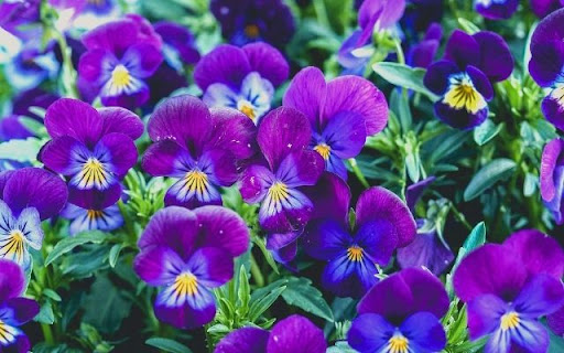 A Carpet of Regal Viola from Chrome web store to be run with OffiDocs Chromium online A Carpet of Regal Viola from Chrome web store to be run with OffiDocs Chromium online
