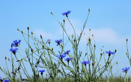 A Cerulean Sky of Centaurea cyanus from Chrome web store to be run with OffiDocs Chromium online A Cerulean Sky of Centaurea cyanus from Chrome web store to be run with OffiDocs Chromium online