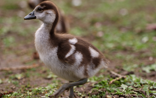 Adorable baby gosling from Chrome web store to be run with OffiDocs Chromium online Adorable baby gosling from Chrome web store to be run with OffiDocs Chromium online