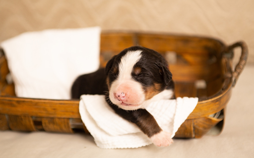 Adorable puppy from Chrome web store to be run with OffiDocs Chromium online Adorable puppy from Chrome web store to be run with OffiDocs Chromium online