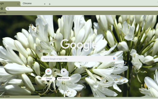 Agapanthus from Chrome web store to be run with OffiDocs Chromium online Agapanthus from Chrome web store to be run with OffiDocs Chromium online