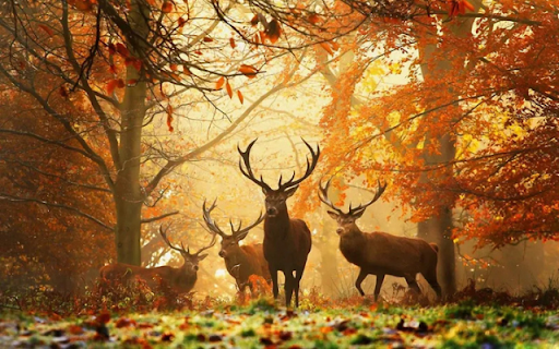 A Graceful Herd of Deer: Nature’s Elegant Wanderers from Chrome web store to be run with OffiDocs Chromium online A Graceful Herd of Deer: Nature’s Elegant Wanderers from Chrome web store to be run with OffiDocs Chromium online