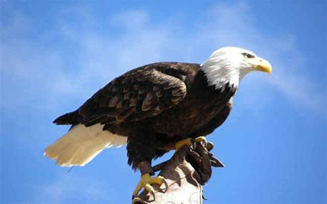 Aguila from Chrome web store to be run with OffiDocs Chromium online Aguila from Chrome web store to be run with OffiDocs Chromium online