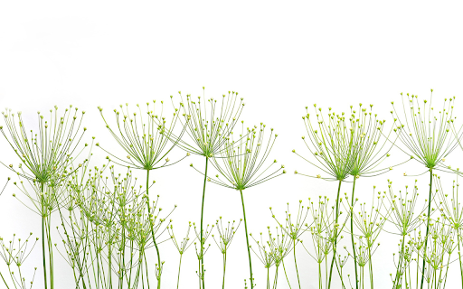 Airplane flowers and grass from Chrome web store to be run with OffiDocs Chromium online Airplane flowers and grass from Chrome web store to be run with OffiDocs Chromium online