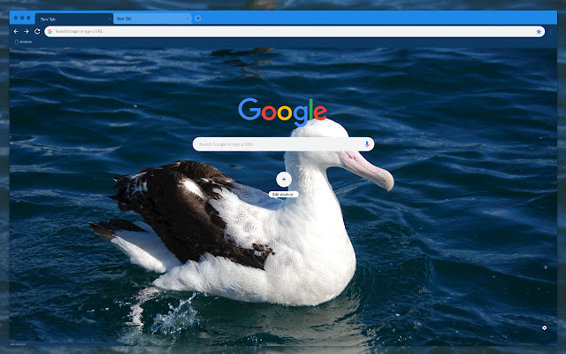 Albatross in the water from Chrome web store to be run with OffiDocs Chromium online Albatross in the water from Chrome web store to be run with OffiDocs Chromium online