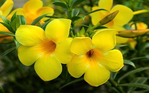 Allamanda cathartica flower wallpapers from Chrome web store to be run with OffiDocs Chromium online Allamanda cathartica flower wallpapers from Chrome web store to be run with OffiDocs Chromium online