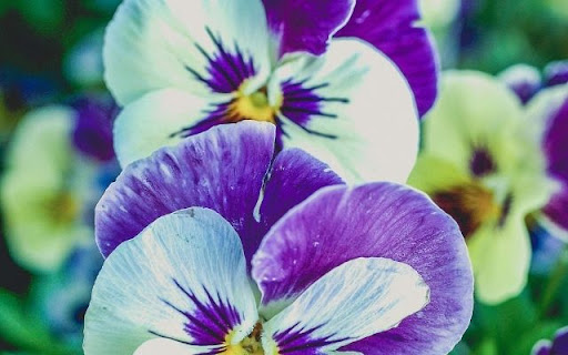 A Medley of Viola Blooms from Chrome web store to be run with OffiDocs Chromium online A Medley of Viola Blooms from Chrome web store to be run with OffiDocs Chromium online