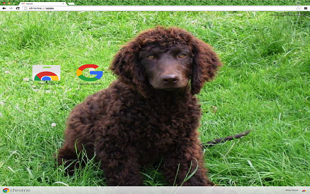 American Water Spaniel Theme from Chrome web store to be run with OffiDocs Chromium online American Water Spaniel Theme from Chrome web store to be run with OffiDocs Chromium online