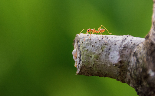 Ants and Trees from Chrome web store to be run with OffiDocs Chromium online Ants and Trees from Chrome web store to be run with OffiDocs Chromium online