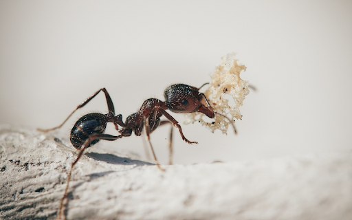 Ants secrete saliva from Chrome web store to be run with OffiDocs Chromium online Ants secrete saliva from Chrome web store to be run with OffiDocs Chromium online