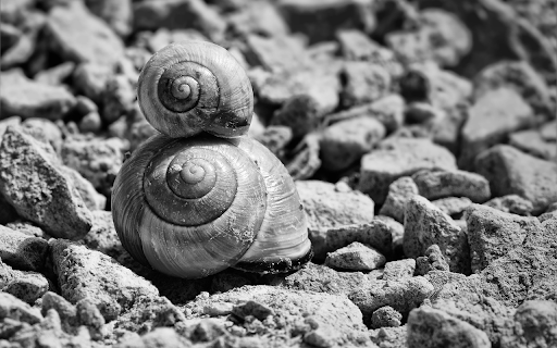 A pair of snails from Chrome web store to be run with OffiDocs Chromium online A pair of snails from Chrome web store to be run with OffiDocs Chromium online
