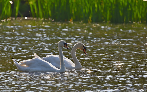 A pair of swans make a living on the lake from Chrome web store to be run with OffiDocs Chromium online A pair of swans make a living on the lake from Chrome web store to be run with OffiDocs Chromium online