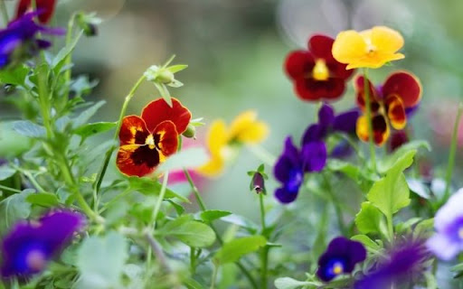 A Patchwork of Pansy Faces from Chrome web store to be run with OffiDocs Chromium online A Patchwork of Pansy Faces from Chrome web store to be run with OffiDocs Chromium online