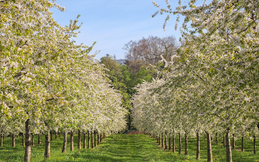 Apple orchard in bloom from Chrome web store to be run with OffiDocs Chromium online Apple orchard in bloom from Chrome web store to be run with OffiDocs Chromium online