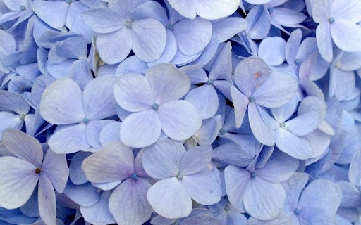 A Soft Azure Hydrangea Cluster from Chrome web store to be run with OffiDocs Chromium online A Soft Azure Hydrangea Cluster from Chrome web store to be run with OffiDocs Chromium online