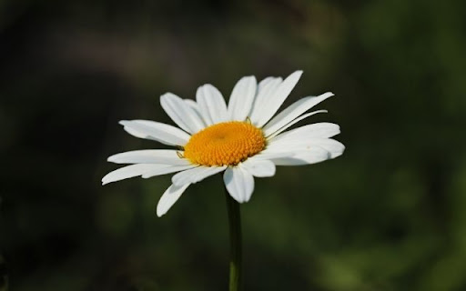 A Solitary Oxeye Daisy Bloom from Chrome web store to be run with OffiDocs Chromium online A Solitary Oxeye Daisy Bloom from Chrome web store to be run with OffiDocs Chromium online