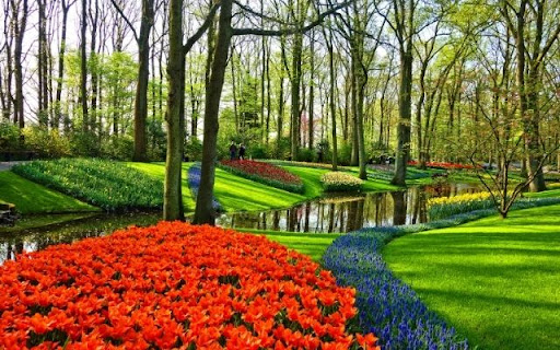 A Symphony of Spring Tulips by Water from Chrome web store to be run with OffiDocs Chromium online A Symphony of Spring Tulips by Water from Chrome web store to be run with OffiDocs Chromium online