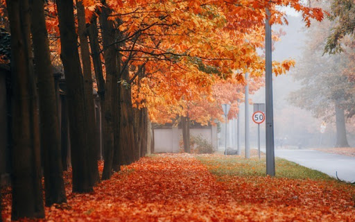 AUTUMN STREET THEME from Chrome web store to be run with OffiDocs Chromium online AUTUMN STREET THEME from Chrome web store to be run with OffiDocs Chromium online