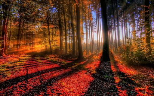 Autumn Sunbeams from Chrome web store to be run with OffiDocs Chromium online Autumn Sunbeams from Chrome web store to be run with OffiDocs Chromium online
