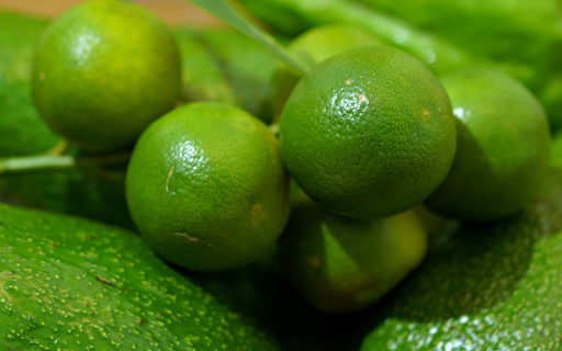 Avocado and lemon from Chrome web store to be run with OffiDocs Chromium online Avocado and lemon from Chrome web store to be run with OffiDocs Chromium online