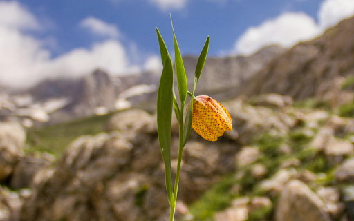A Yellow Fritillaria Flower from Chrome web store to be run with OffiDocs Chromium online A Yellow Fritillaria Flower from Chrome web store to be run with OffiDocs Chromium online