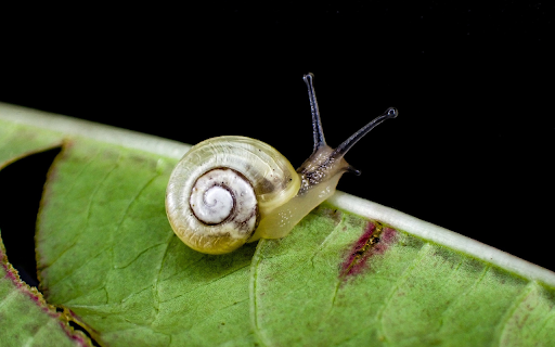 Baby snail from Chrome web store to be run with OffiDocs Chromium online Baby snail from Chrome web store to be run with OffiDocs Chromium online