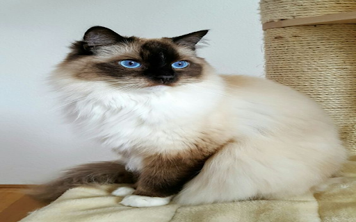 Bali Cat Wallpaper from Chrome web store to be run with OffiDocs Chromium online Bali Cat Wallpaper from Chrome web store to be run with OffiDocs Chromium online