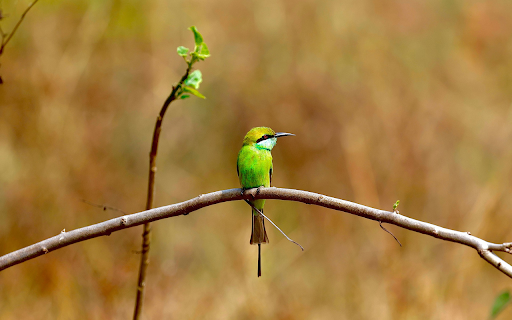 Banana Hat Green Bird from Chrome web store to be run with OffiDocs Chromium online Banana Hat Green Bird from Chrome web store to be run with OffiDocs Chromium online