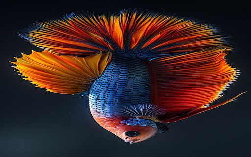 Beautiful betta fish wallpaper from Chrome web store to be run with OffiDocs Chromium online Beautiful betta fish wallpaper from Chrome web store to be run with OffiDocs Chromium online