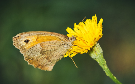 Beautiful butterfly with yellow flowers from Chrome web store to be run with OffiDocs Chromium online Beautiful butterfly with yellow flowers from Chrome web store to be run with OffiDocs Chromium online