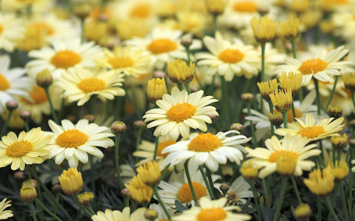 Beautiful daisy garden from Chrome web store to be run with OffiDocs Chromium online Beautiful daisy garden from Chrome web store to be run with OffiDocs Chromium online