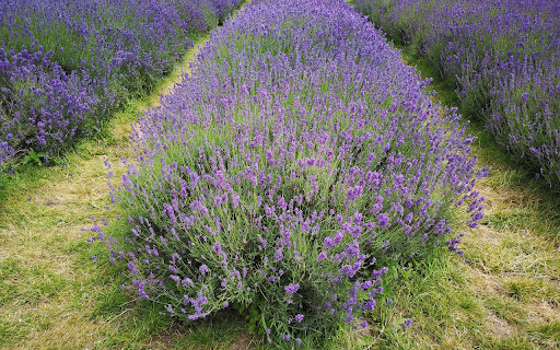 Beautiful long flower bed from Chrome web store to be run with OffiDocs Chromium online Beautiful long flower bed from Chrome web store to be run with OffiDocs Chromium online