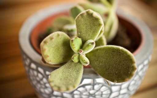 beautiful ornamental pots from Chrome web store to be run with OffiDocs Chromium online beautiful ornamental pots from Chrome web store to be run with OffiDocs Chromium online