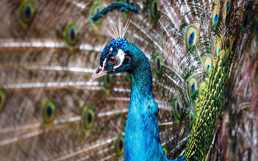 Beautiful peacock from Chrome web store to be run with OffiDocs Chromium online Beautiful peacock from Chrome web store to be run with OffiDocs Chromium online