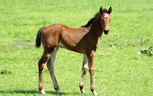 Beautiful Pony from Chrome web store to be run with OffiDocs Chromium online Beautiful Pony from Chrome web store to be run with OffiDocs Chromium online