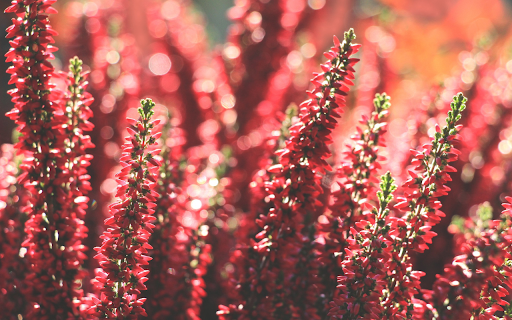 Beautiful red flower garden from Chrome web store to be run with OffiDocs Chromium online Beautiful red flower garden from Chrome web store to be run with OffiDocs Chromium online