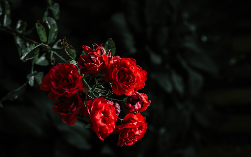 beautiful red roses from Chrome web store to be run with OffiDocs Chromium online beautiful red roses from Chrome web store to be run with OffiDocs Chromium online