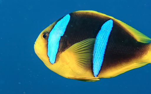 Beautiful Sea Fish from Chrome web store to be run with OffiDocs Chromium online Beautiful Sea Fish from Chrome web store to be run with OffiDocs Chromium online